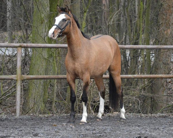 Pferd Ferarri (Polnisches edles Halbblut, 2013)