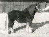 Deckhengst Nico van de Poelwijklaan (Shetland Pony, 1977, von Wells Fireman)
