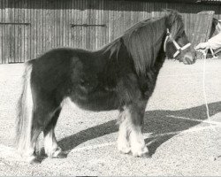 Deckhengst Nico van de Poelwijklaan (Shetland Pony, 1977, von Wells Fireman)