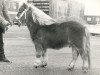 Deckhengst Frits van Vries (Shetland Pony, 1970, von Wells Fireman)