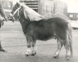 Deckhengst Frits van Vries (Shetland Pony, 1970, von Wells Fireman)