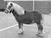 stallion Freek van Vries (Shetland Pony, 1970, from Wells Fireman)