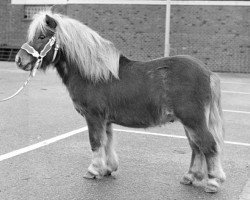 Deckhengst Freek van Vries (Shetland Pony, 1970, von Wells Fireman)