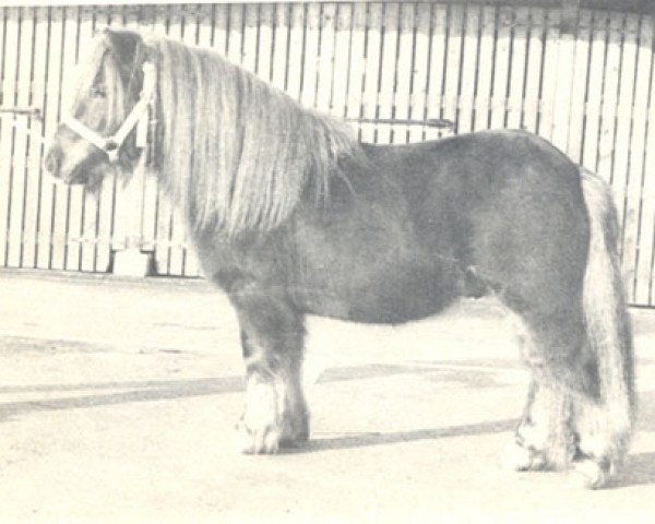 Deckhengst Jorris van de Achterdijk (Shetland Pony, 1973, von Edmund van het Schrageland)