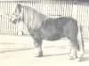 stallion Jorris van de Achterdijk (Shetland Pony, 1973, from Edmund van het Schrageland)
