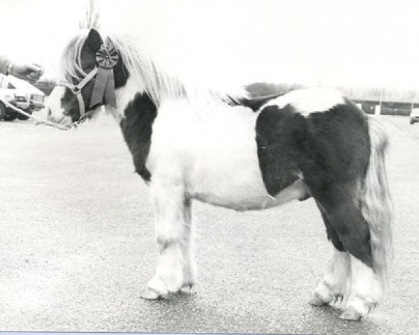 stallion Roland van de Leurshof (Shetland Pony, 1980, from Mieschel van de Valendries)