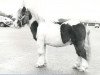 stallion Roland van de Leurshof (Shetland Pony, 1980, from Mieschel van de Valendries)
