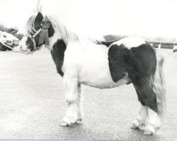 Deckhengst Roland van de Leurshof (Shetland Pony, 1980, von Mieschel van de Valendries)