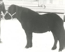 Deckhengst Marco van Stal Possemis (Shetland Pony, 1976, von Firo van de Vennen)