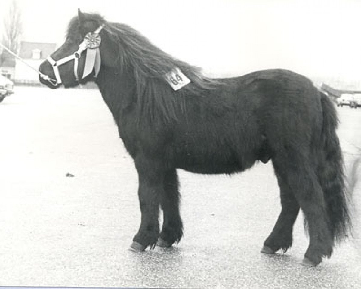 Deckhengst Ri.Em.Ro van de Benedendijk (Shetland Pony, 1980, von Firo van de Vennen)