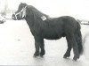 Deckhengst Ri.Em.Ro van de Benedendijk (Shetland Pony, 1980, von Firo van de Vennen)