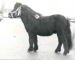 Deckhengst Ri.Em.Ro van de Benedendijk (Shetland Pony, 1980, von Firo van de Vennen)