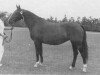 stallion Nareina (Dutch Warmblood, 1972, from Apalatin AN)