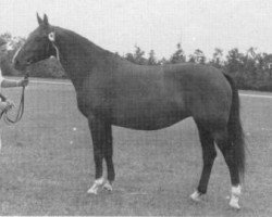 stallion Nareina (KWPN (Royal Dutch Sporthorse), 1972, from Apalatin AN)