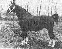 broodmare Areina (Gelderland, 1959, from Ulrich)