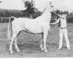 broodmare Koriene (KWPN (Royal Dutch Sporthorse), 1969, from Geoloog)