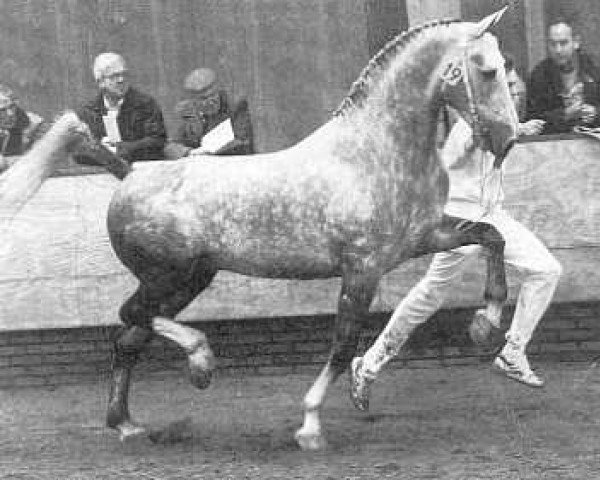 stallion Dobas (Dutch Warmblood, 1985, from Proloog)