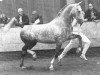stallion Dobas (KWPN (Royal Dutch Sporthorse), 1985, from Proloog)
