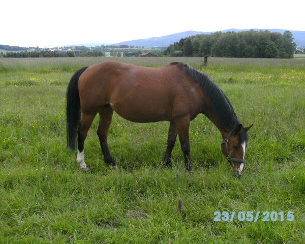 broodmare Naomi (Quarab, 1996)