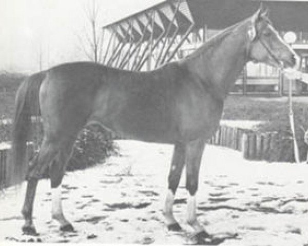 Deckhengst Purpur ox (Vollblutaraber, 1971, von Pomeranets 1952 ox)
