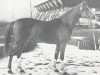 stallion Purpur ox (Arabian thoroughbred, 1971, from Pomeranets 1952 ox)