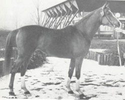 Deckhengst Purpur ox (Vollblutaraber, 1971, von Pomeranets 1952 ox)