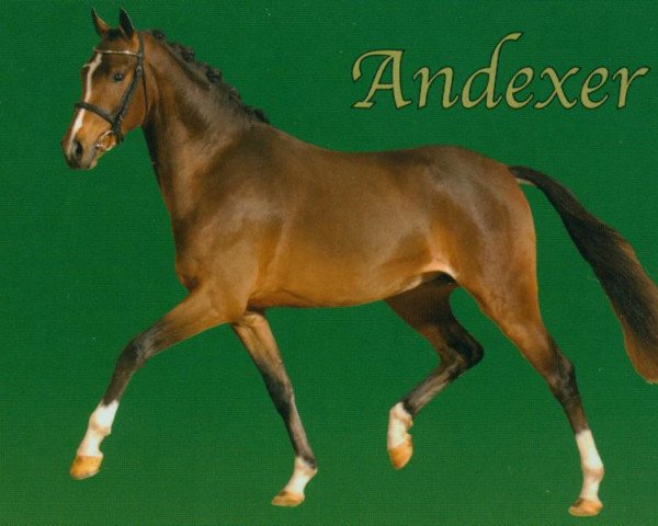 stallion Andexer (German Riding Pony, 2002, from Anjershof Rocky)