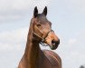 dressage horse Mists of Avalon (Holsteiner, 1994, from Marlo)