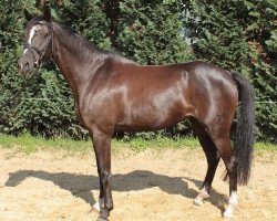 broodmare Blaze (German Riding Pony, 2006, from Kennedy WE)