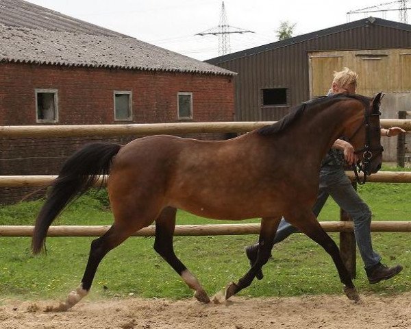 broodmare Brendy (German Riding Pony, 1995, from Wester Aikema's Norbert)