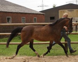 broodmare Brendy (German Riding Pony, 1995, from Wester Aikema's Norbert)