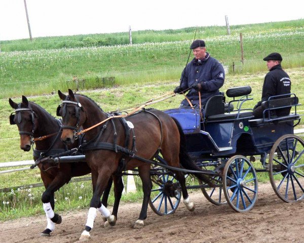 Pferd Grande/Sommerwind II (Trakehner, 2010, von Perechlest)