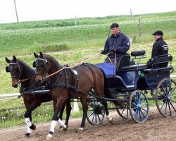 Pferd Grande/Sommerwind II (Trakehner, 2010, von Perechlest)