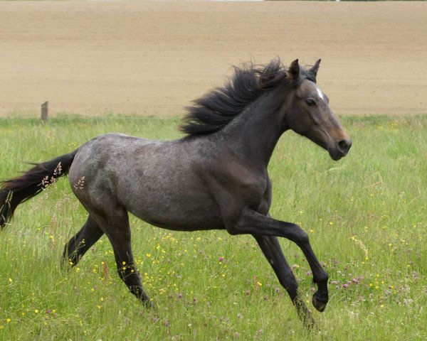 Pferd Theodora (Pura Raza Espanola (PRE), 2014)