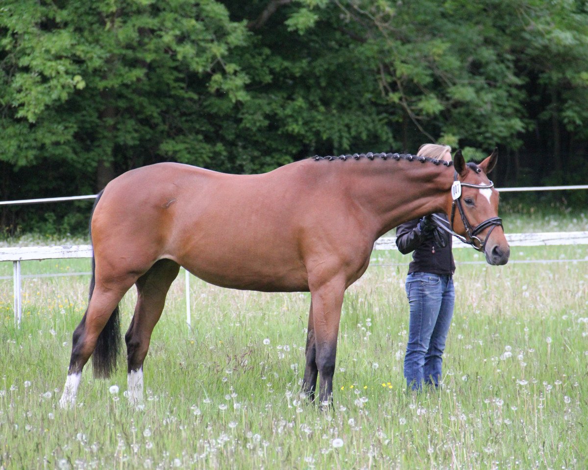 dressage horse Cala Pi (Hanoverian, 2012, from Check In 2)
