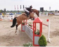 jumper Captain Jo Cte (Oldenburg show jumper, 2009, from Cornet's Prinz)