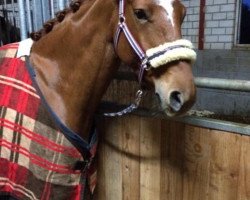 dressage horse Windfee 54 (Hanoverian, 2010, from Wie Weltmeyer)