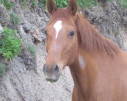 broodmare Winett (Hanoverian, 1996, from Weltmeyer)