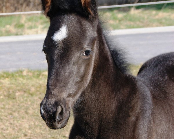 stallion Aytouch (Oldenburg, 2015, from Ampère)