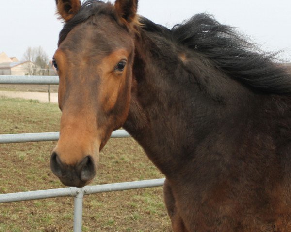 broodmare Ginger US (Holsteiner, 2014, from Casall Ask)
