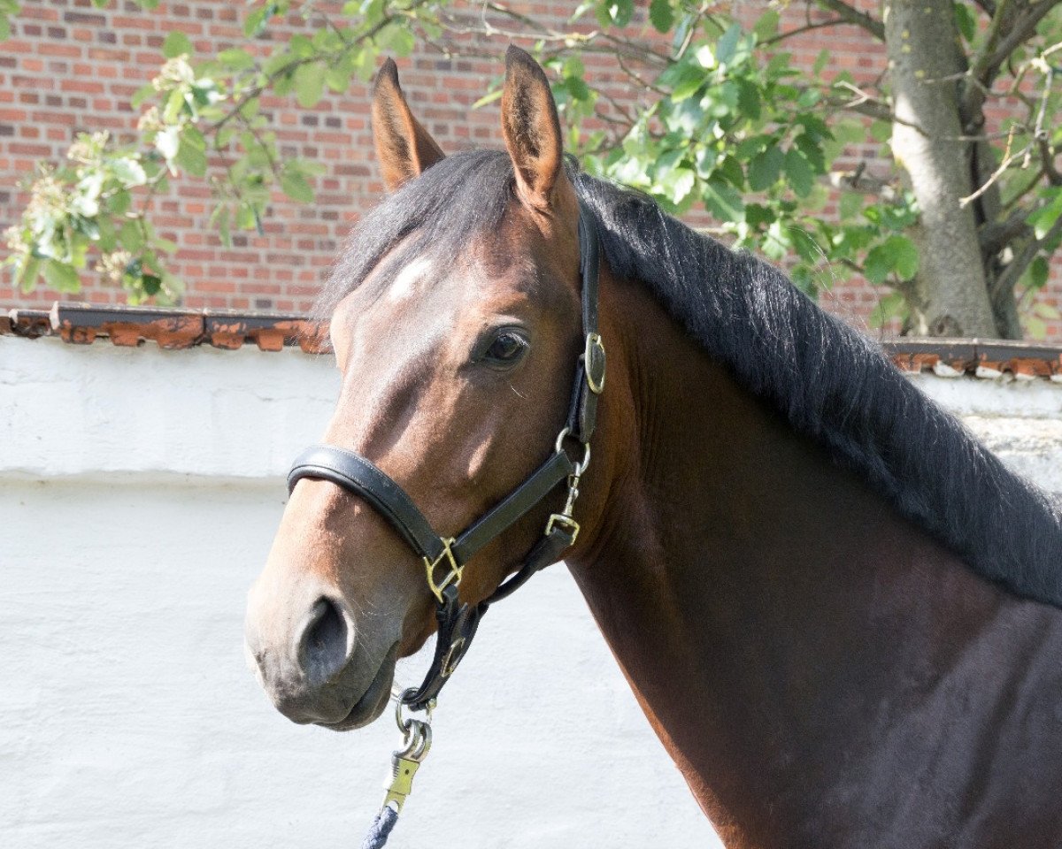 jumper Gaudi (KWPN (Royal Dutch Sporthorse), 2011, from Toulon)
