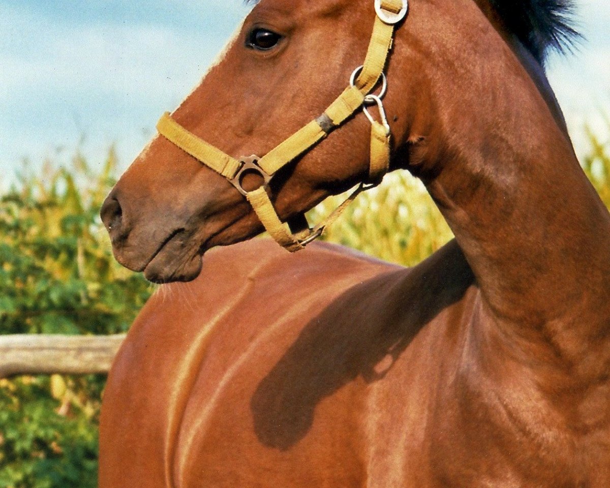 Zuchtstute Chikita (Deutsches Reitpony, 2008, von Cool Dancer)