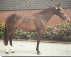 broodmare Mutige (Holsteiner, 1997, from Abdulkarim)