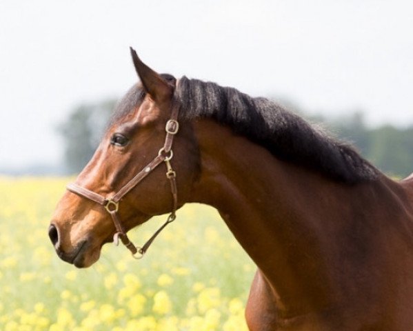 dressage horse Henkel's Cristo (Holsteiner, 2007, from Cristo)