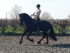 dressage horse Alessio B (Friese, 2008, from Olrik)