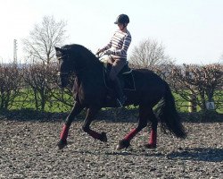 dressage horse Alessio B (Friese, 2008, from Olrik)