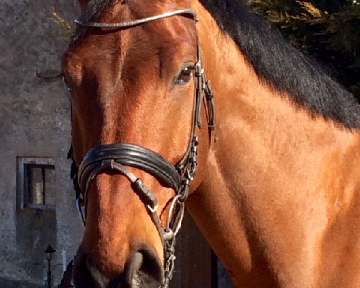 jumper Mosul (German Sport Horse, 2008, from Monte Bellini)