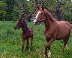 broodmare Flamenca (Saxony-Anhaltiner, 1998, from Flores)