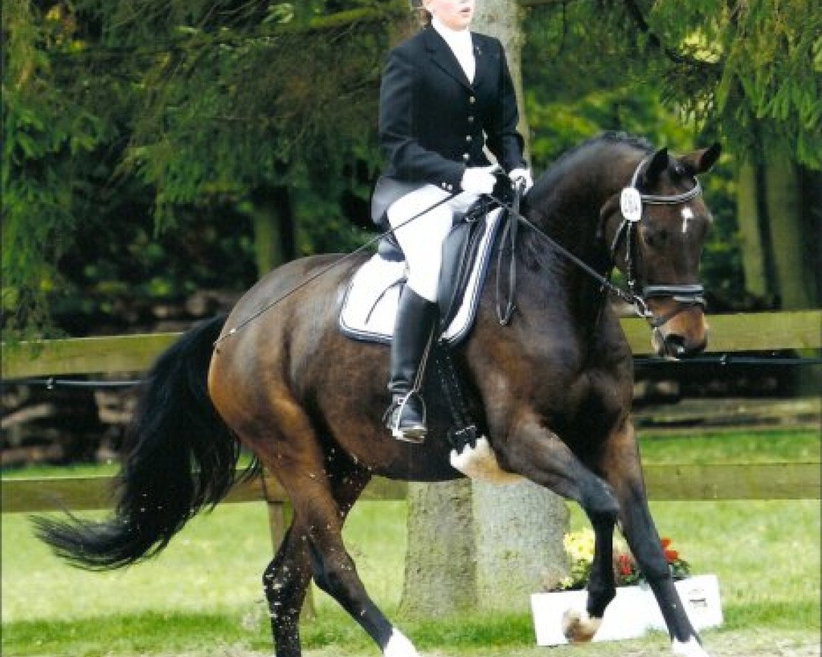 broodmare Coco Chanel 120 (Hanoverian, 2003, from Connery)