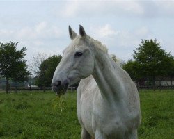 broodmare Amore (Hanoverian, 1987, from Amarillo)